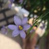 daydreamerdaisy